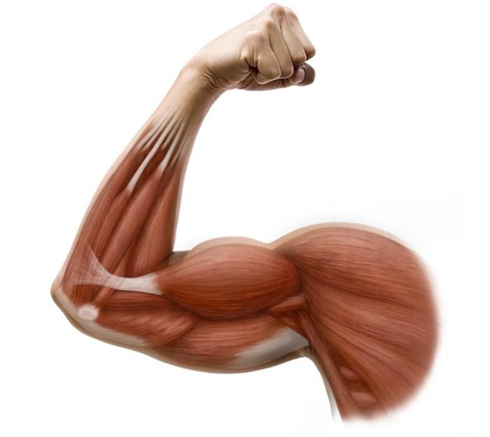 Muscular arm